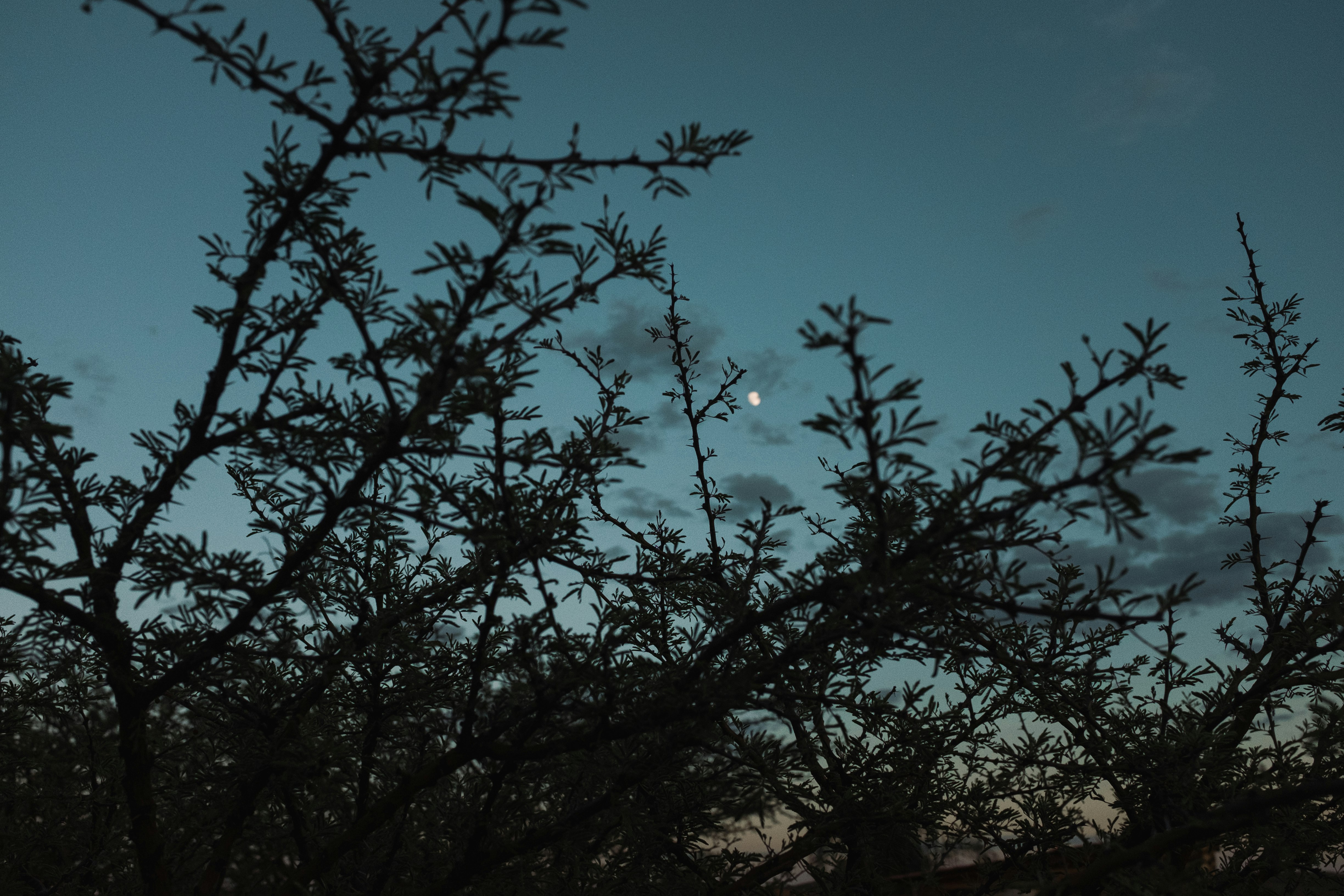 bare tree under blue sky during daytime